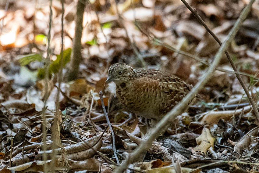 Madagascar Buttonquail, Isalo NP, Madagascar