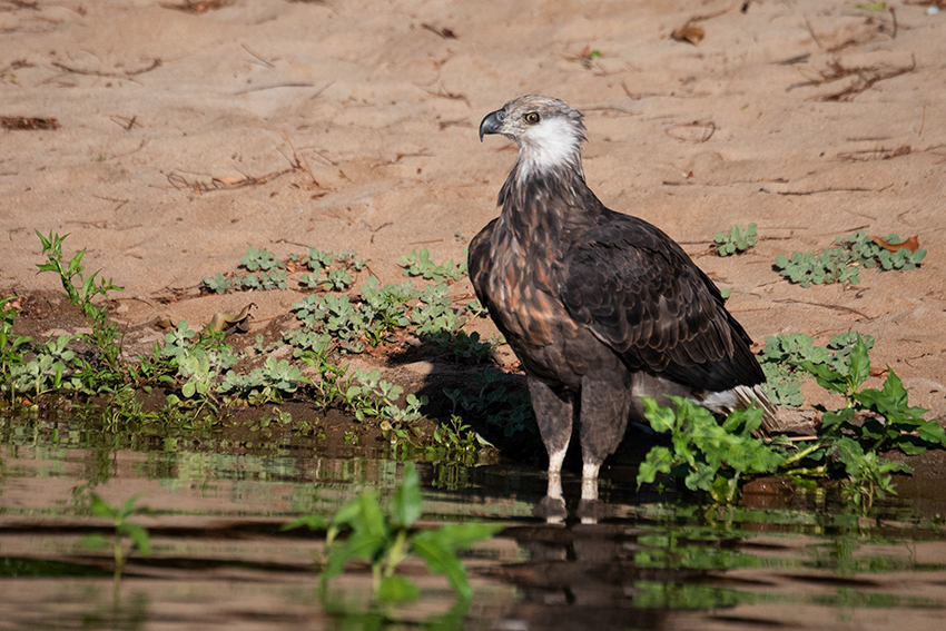 Madagascar Fish-Eagle, Lake Ravelobe Boat Ride, Ankarafantsika NP, Madagascar