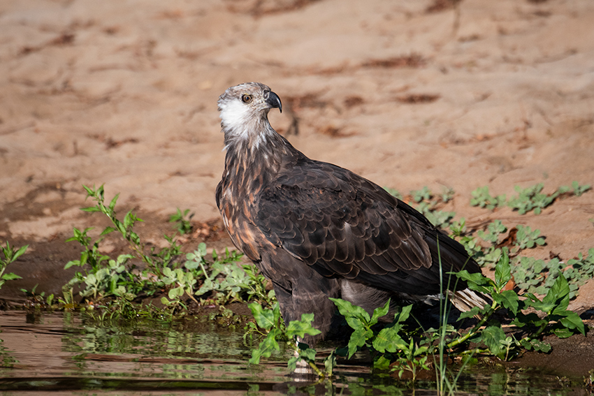 Madagascar Fish-Eagle, Lake Ravelobe Boat Ride, Ankarafantsika NP, Madagascar