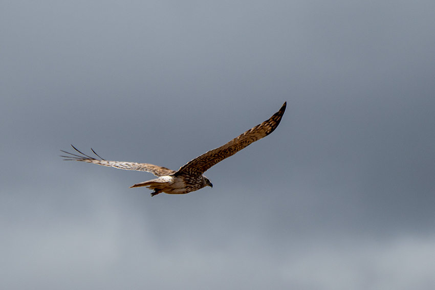 Madagascar Harrier, Drive to Ankarafantsika, Madagascar