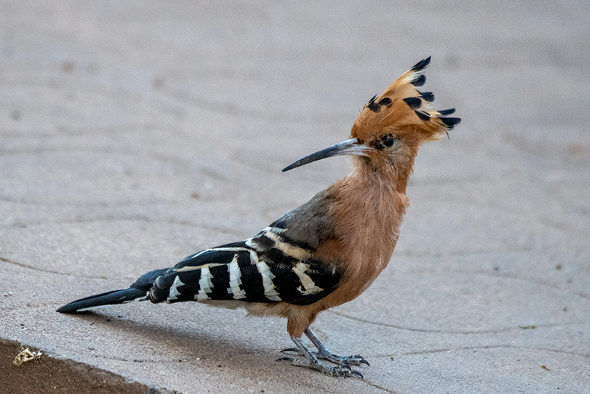 Madagascar Hoopoe, Madagascan Endemic, Asity Lodge, Ankarafantsika NP, Madagascar