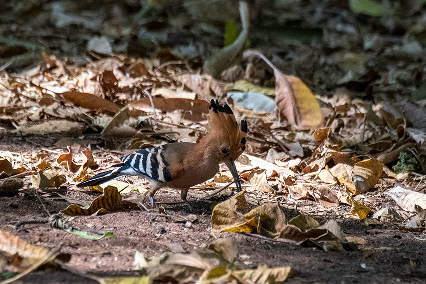 Madagascar Hoopoe, Madagascan Endemic, Ankarafantsika NP, Madagascar
