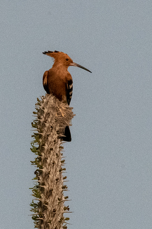 Madagascar Hoopoe, Madagascan Endemic, Spiny Desert, Madagascar