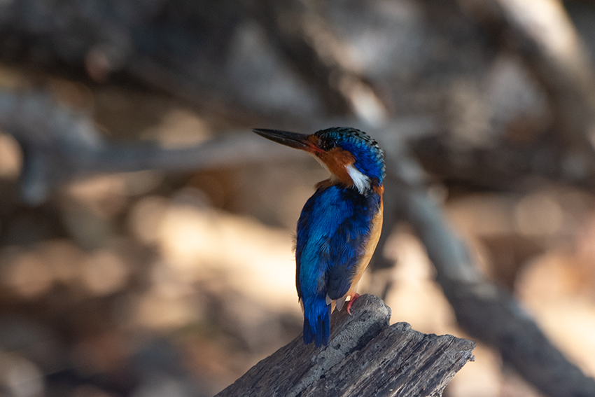 Malagasy Kingfisher, Lake Ravelobe Boat Ride, Ankarafantsika NP, Madagascar
