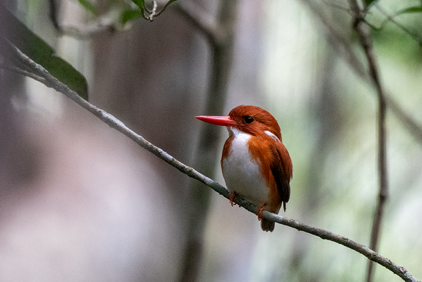 Madagascar Pygmy-Kingfisher, Madagascan Endemic, Mantadia NP, Madagascar