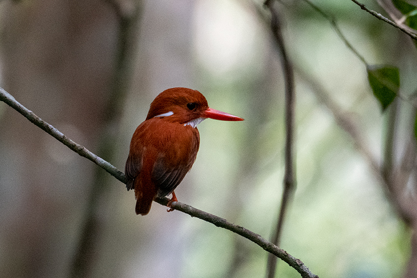 Madagascar Pygmy-Kingfisher, Madagascan Endemic, Mantadia NP, Madagascar