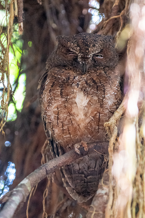 Malagasy Scops-Owl, Madagascan Endemic, Perinet Reserve, Madagascar