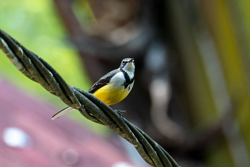 Madagascar Wagtail, Madagascan Endemic, Perinet Reserve, Madagascar