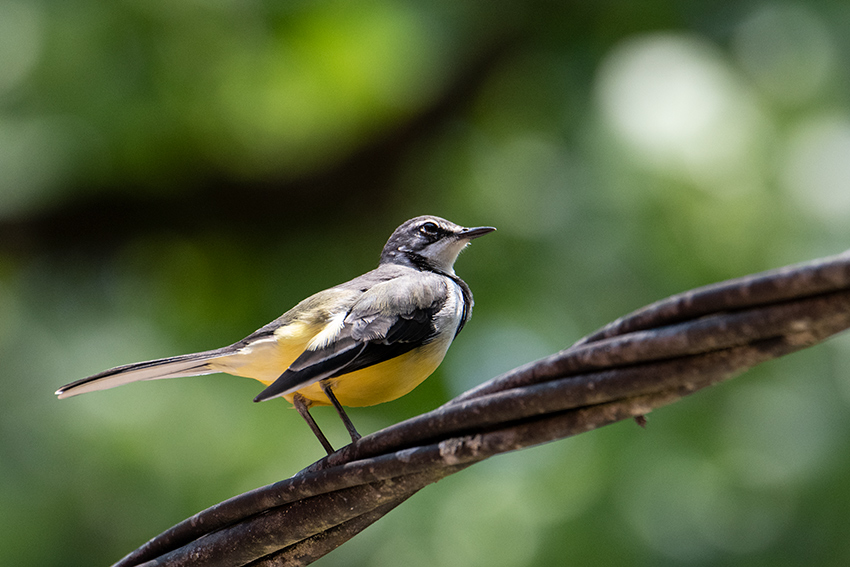 Madagascar Wagtail, Madagascan Endemic, Perinet Reserve, Madagascar