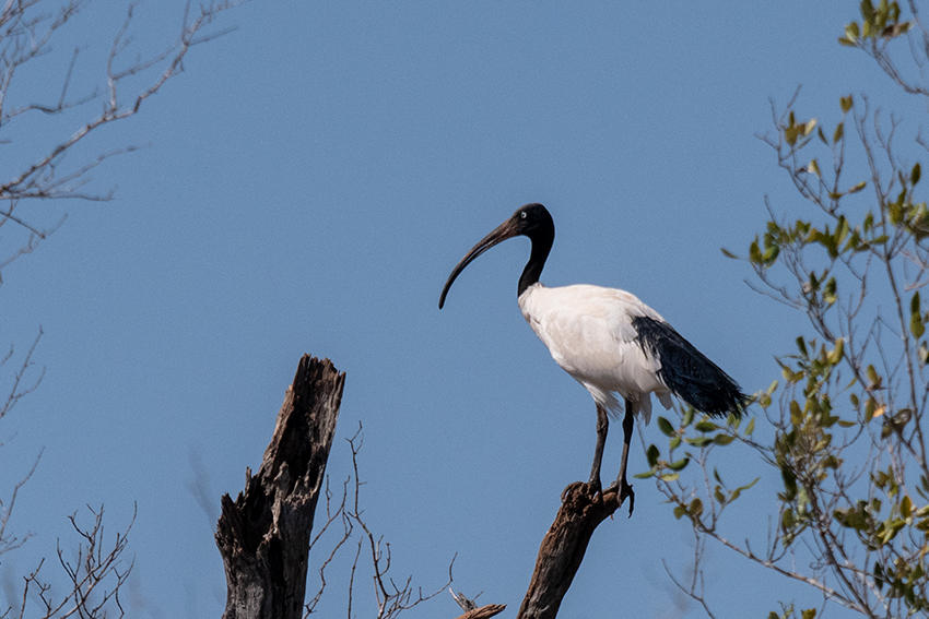 Madagascar Sacred Ibis, Betsiboka River Delta Boat Ride, Madagascar