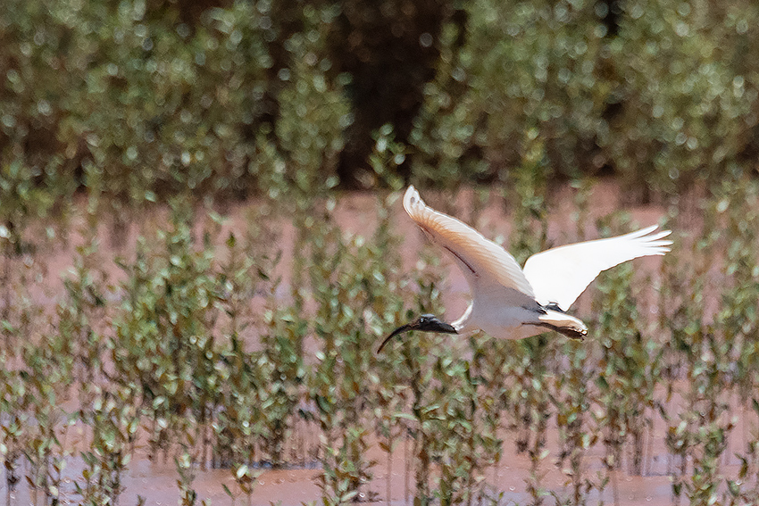 Madagascar Sacred Ibis, Betsiboka River Delta Boat Ride, Madagascar