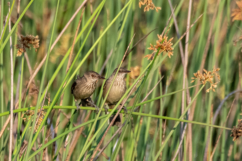 Madagascar Swamp Warbler, Madagascan Endemic, Belalanda Wetlands, Madagascar