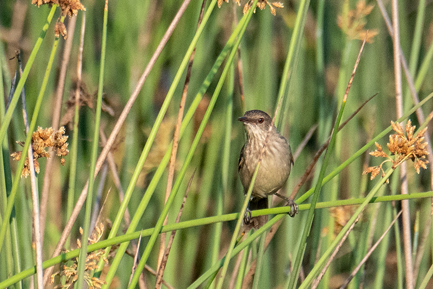 Madagascar Swamp Warbler, Madagascan Endemic, Belalanda Wetlands, Madagascar