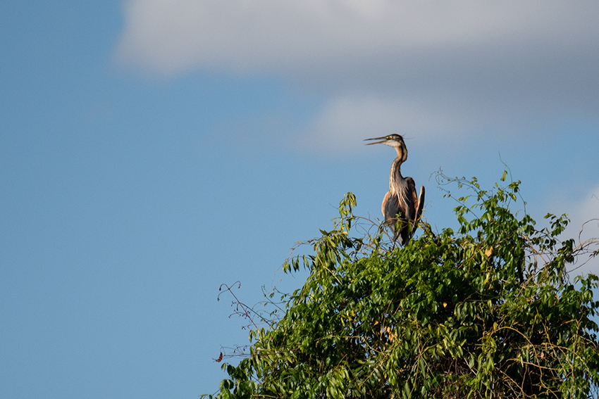 Purple Heron, Lake Ravelobe Boat Ride, Ankarafantsika NP, Madagascar