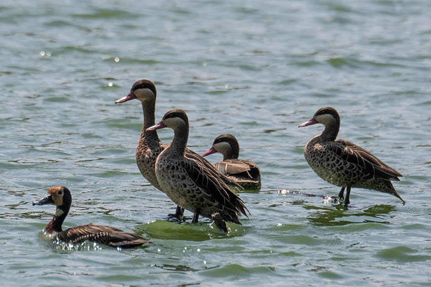 Red-billed Duck, Lake Alarobia, Antananarivo, Madagascar
