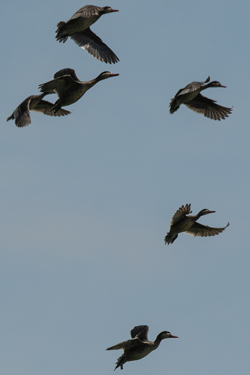 Red-billed Duck, Lake Alarobia, Antananarivo, Madagascar