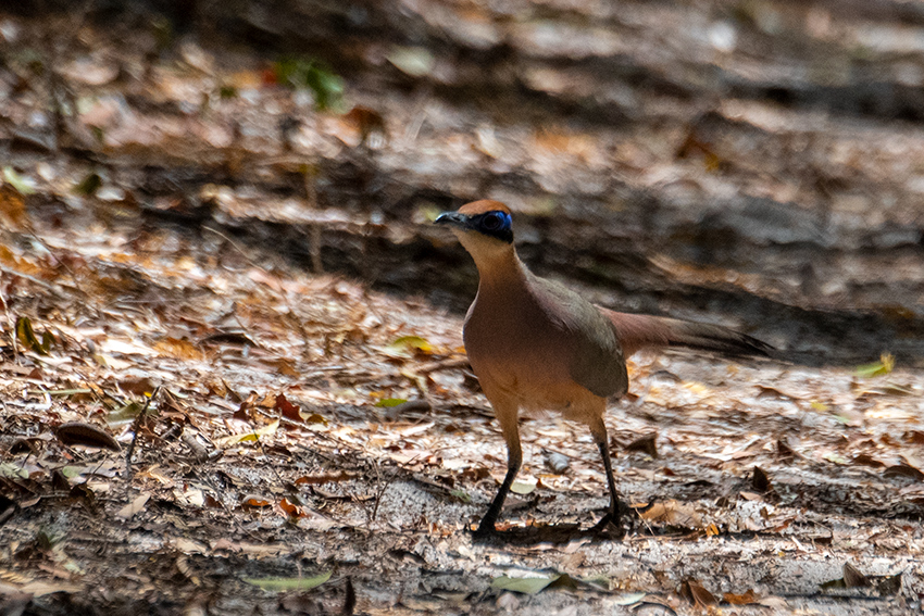Red-capped Coua, Madagascan Endemic, Ankarafantsika NP, Madagascar