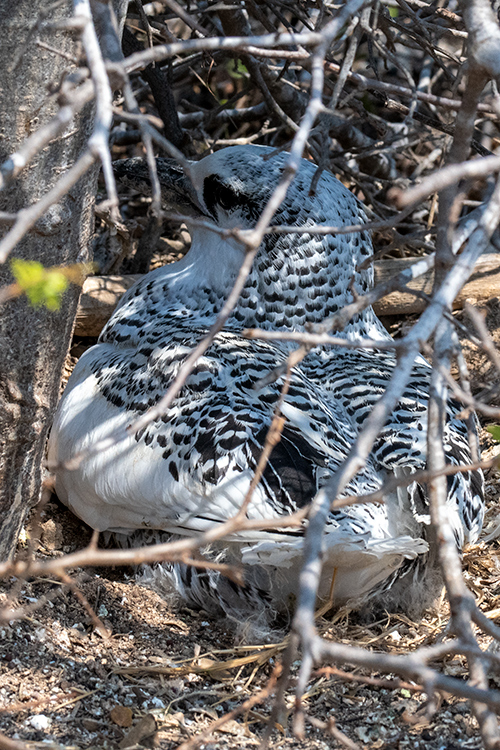 Nestling Red-tailed Tropicbird, Nosy Ve, Madagascar