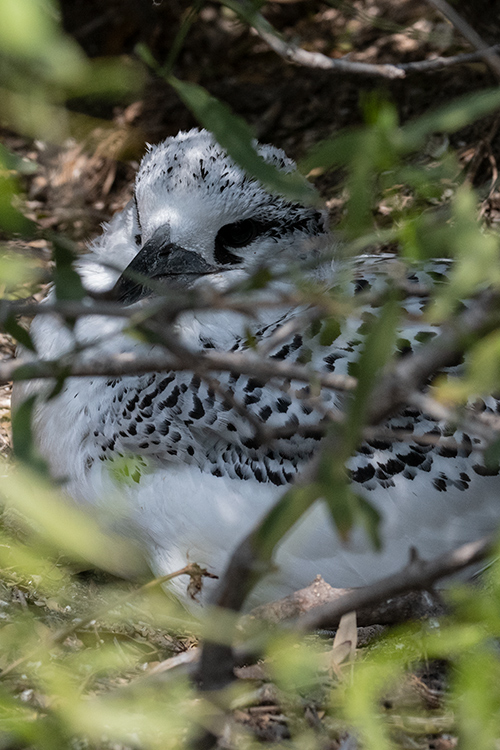 Nestling Red-tailed Tropicbird, Nosy Ve, Madagascar