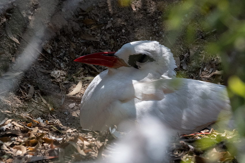 Nesting Red-tailed Tropicbird, Nosy Ve, Madagascar