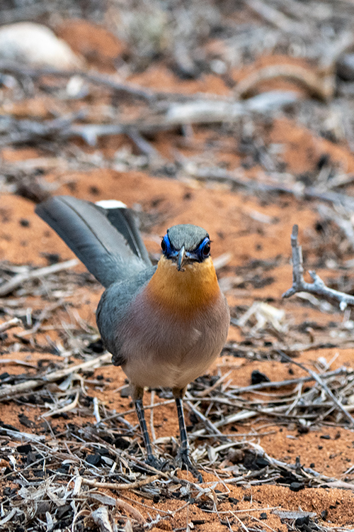 Running Coua, Madagascan Endemic, Spiny Desert, Madagascar