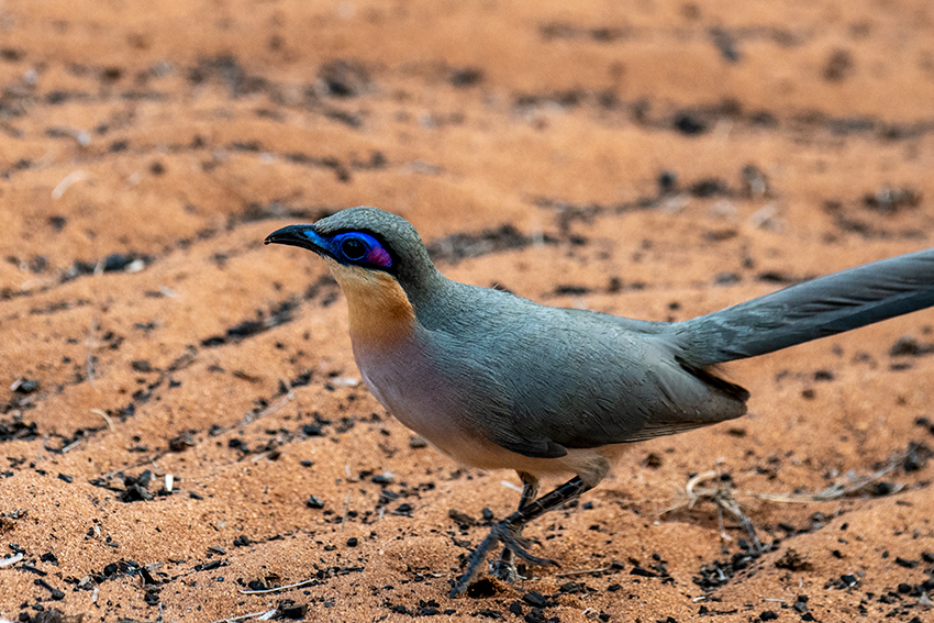 Running Coua, Madagascan Endemic, Spiny Desert, Madagascar
