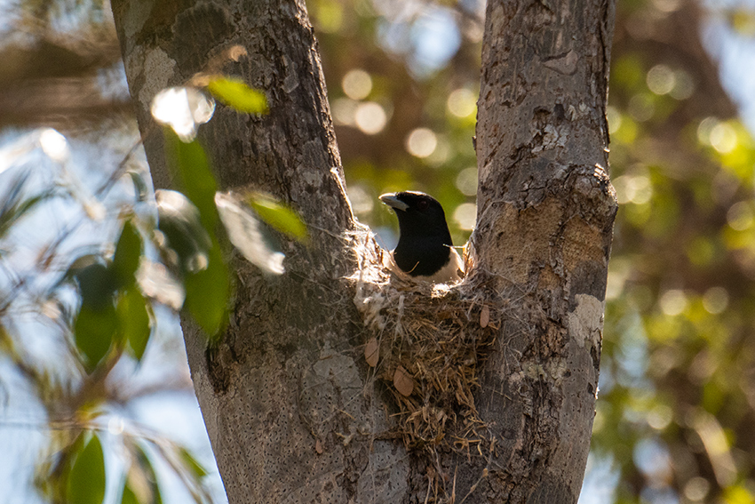 Rufous Vanga, Madagascan Endemic, Ankarafantsika NP, Madagascar