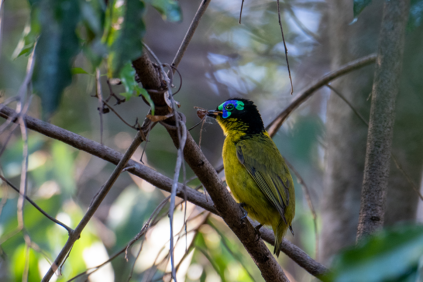 Schlegel's Asity, A Madagascan Endemic, Ankarafantsika NP, Madagascar