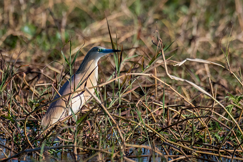 Squacco Heron, Lake Ravelobe Boat Ride, Ankarafantsika NP, Madagascar