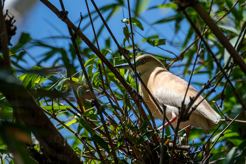 Squacco Heron, Lake Alarobia, Antananarivo, Madagascar