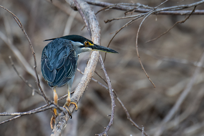 Striated Heron, Lake Ravelobe Boat Ride, Ankarafantsika NP, Madagascar