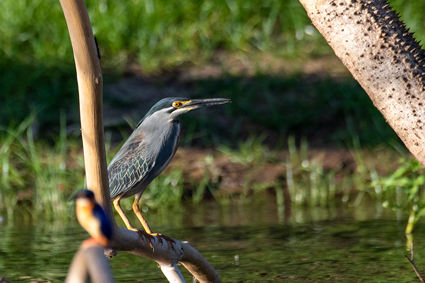 Striated Heron, Lake Ravelobe Boat Ride, Ankarafantsika NP, Madagascar