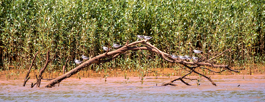 Terek Sandpiper, Betsiboka River Delta Boat Ride, Madagascar