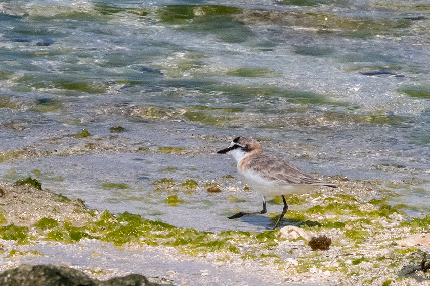 White-fronted Plover, Nosy Ve, Madagascar
