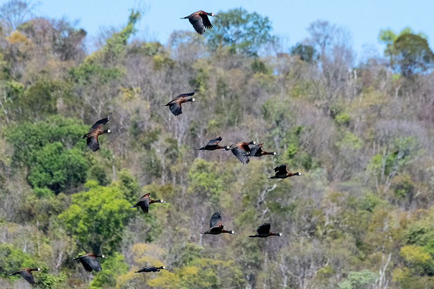 White-faced Whistling-Duck, Ankarafantsika NP, Madagascar