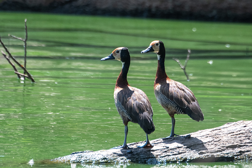 White-faced Whistling-Duck, Lake Alarobia, Antananarivo, Madagascar