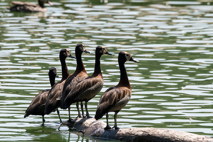 White-faced Whistling-Duck, Lake Alarobia, Antananarivo, Madagascar