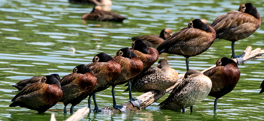 White-faced Whistling-Duck, Lake Alarobia, Antananarivo, Madagascar