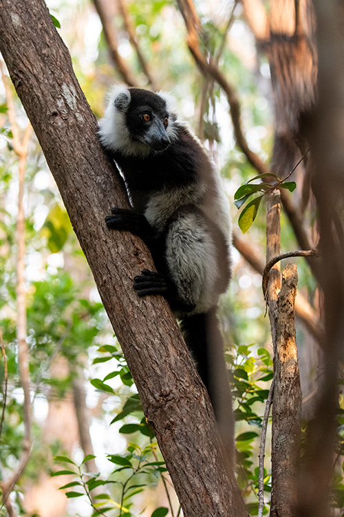 Black-and-white Ruffed Lemur, Lemur Island, Madagascar