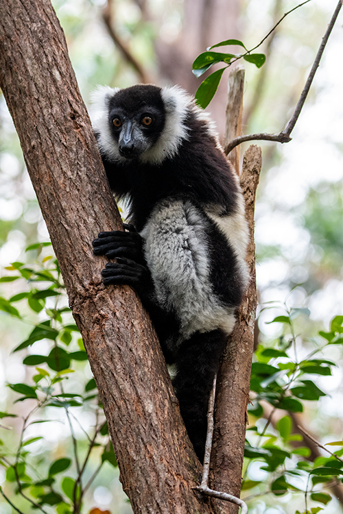 Black-and-white Ruffed Lemur, Lemur Island, Madagascar