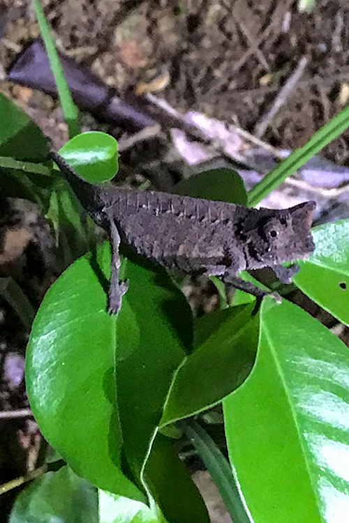 Chameleon: Brookesia sp, Vakona Forest Lodge, Andasibe, Madagascar