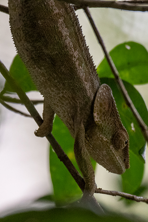 Elephant Earred Chameleon, Vakona Forest Lodge, Andasibe, Madagascar
