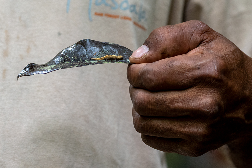 Pygmy Leaf Chameleon, Nosy Mangabe, Madagascar