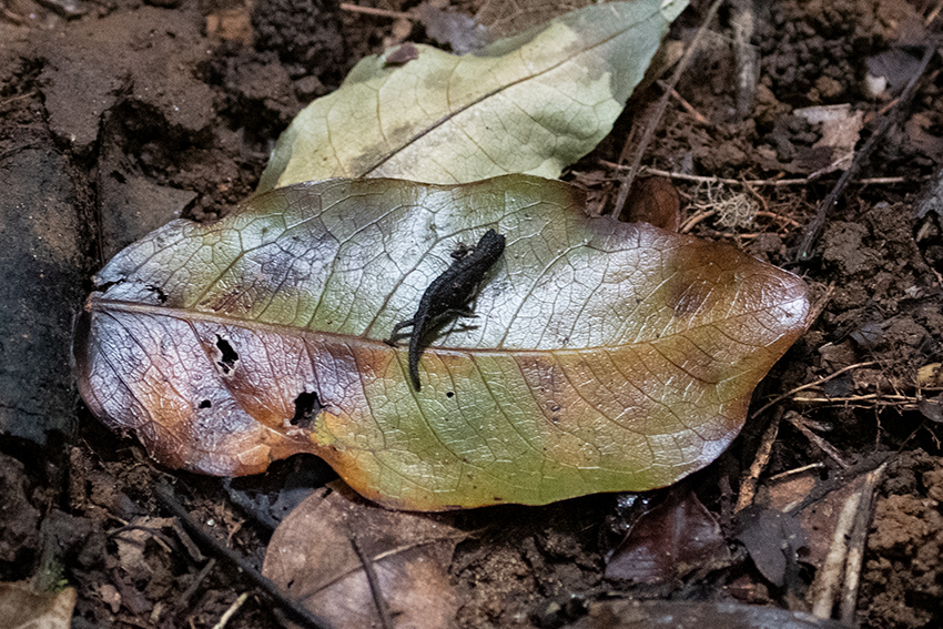 Pygmy Leaf Chameleon, Nosy Mangabe, Madagascar