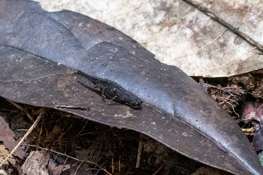 Pygmy Leaf Chameleon, Nosy Mangabe, Madagascar