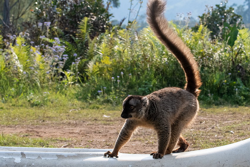 Common Brown Lemur, Lemur Island, Madagascar