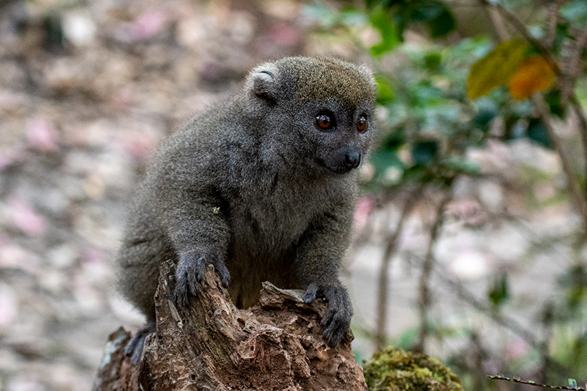 Eastern Lesser Bamboo Lemur, Lemur Island, Madagascar