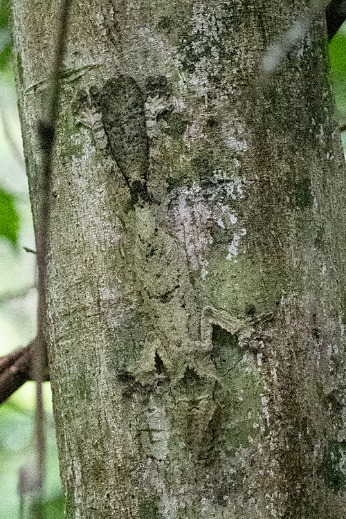 Common Flat-tail Gecko, Nosy Mangabe, Madagascar