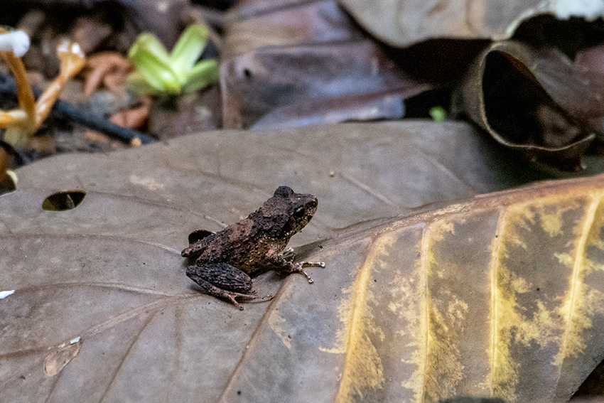 Frog, Nosy Mangabe, Madagascar