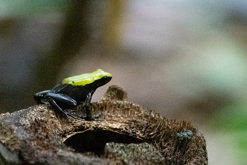 Green-backed (Climbing) Mantella, Nosy Mangabe, Madagascar